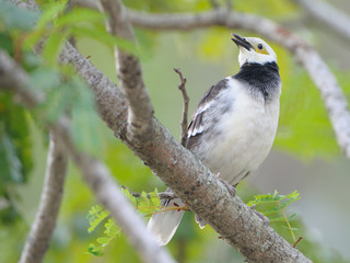 black-collared Starling bird (Sturnus nigricollis) standing on the branch 
