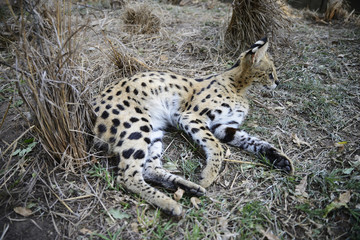 Serval, Hluhluwe, South Africa