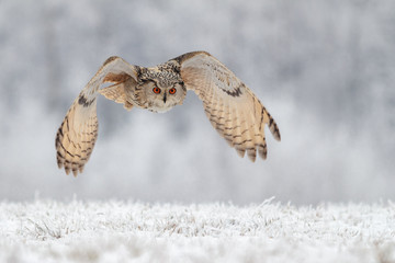 Naklejka premium flying owl in snow