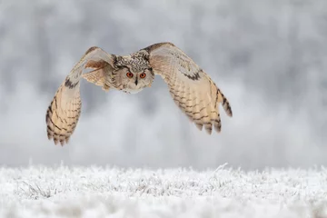 Cercles muraux Hibou hibou volant dans la neige
