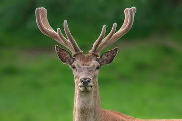 red deer portrait with fuzzy velvet antler