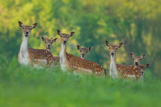 Fototapeta fallow deer family - doe mothers and fawn babies