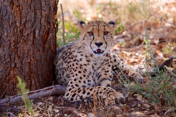 beautiful cheetah etosha