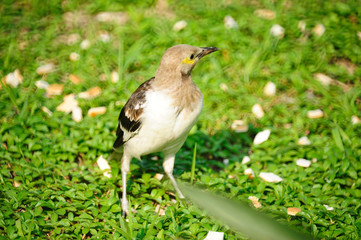 black-collared Starling bird (Sturnus nigricollis) standing on the branch 
