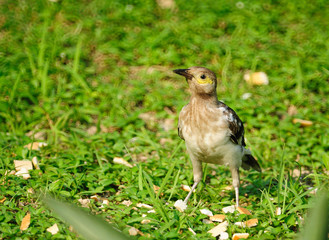 black-collared Starling bird (Sturnus nigricollis) standing on the branch 
