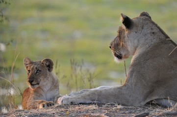 lionceau et sa mère couchés au bord du marais, Parc national de South Luangwa  Zambie