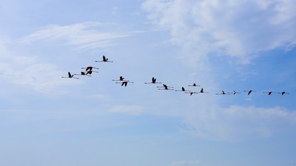Flock of pink flamingos