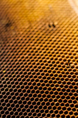 Honeycomb cells closeup from beehive