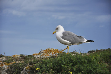Gaviota descansando sobre una roca junto al mar