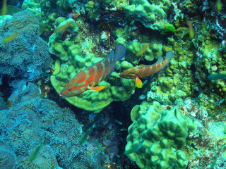 Fototapeta na wymiar coral groupers at richelieu rock