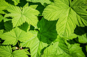 Naklejka na ściany i meble Young green leaves of a raspberry, background