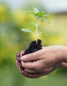 Senior woman holding small sunflower plant, hobby gardening concept