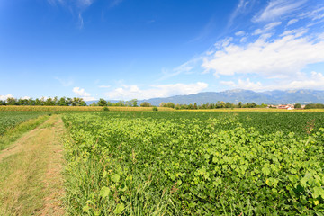 Fototapeta na wymiar Agriculture, field of soybean