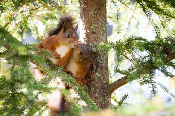 Fotobehang Eekhoorn Een zeer leuke rode Skandinavische eekhoornbaby kust een andere eekhoorn. Pure liefde.