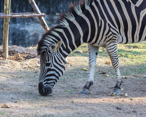 zebra in a Zoo
