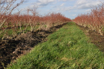 Obraz premium Blaubeersträucher