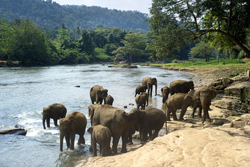 Elephants bathing