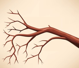 Fototapeta premium Bare tree branch