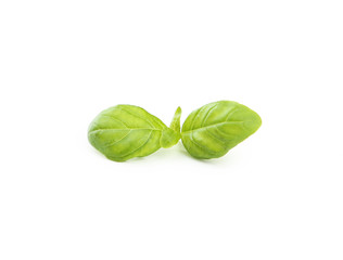 Obraz premium Basil leaves isolated on white
