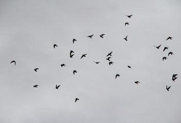 Vogelschwarm am Himmel