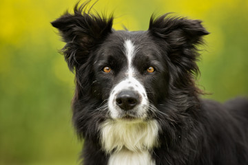 Border collie dog outdoors in nature