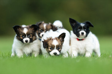 Four young papillon dog puppies