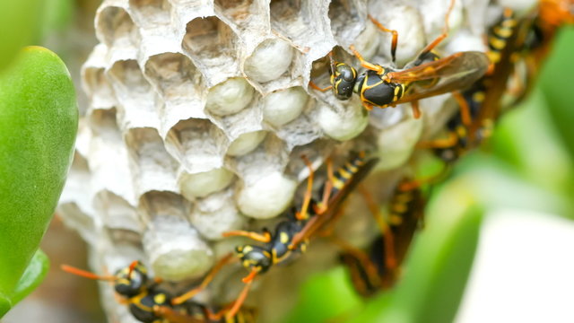 Extreme macro of European wasps tending to their nest hive with a small baby larvae inside. 4K.
