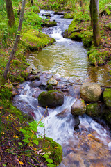 Obraz premium Forest stream 