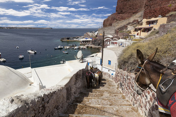 Donkeys in the stairs from Oia