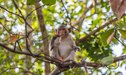 monkey