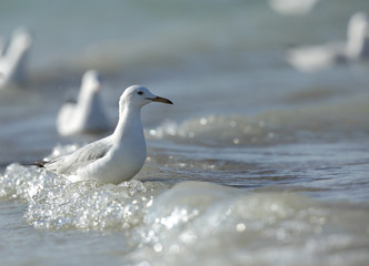 Slender-billed Gull