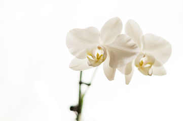 Fototapeta na wymiar Weiße Phalaenopsis Orchidee vor weißem Hintergrund