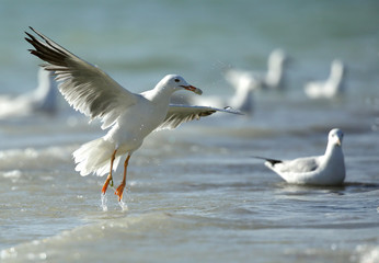 Slender-billed Gull with food