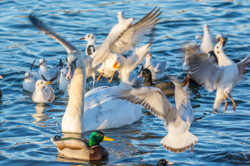 Ruhiger Schwan im hektischen Vogelschwarm