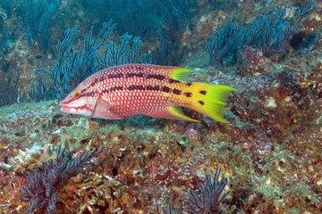 Tropical fish at Cabo San Lucas, Mexico reef