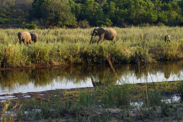 Naklejka na ściany i meble Elephants just after sunrise, Kruger National Park, South Africa