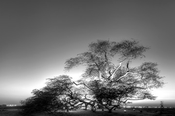 Tree of life Bahrain 