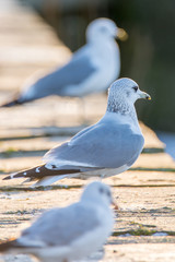 3 Möwen schauen in die Ferne