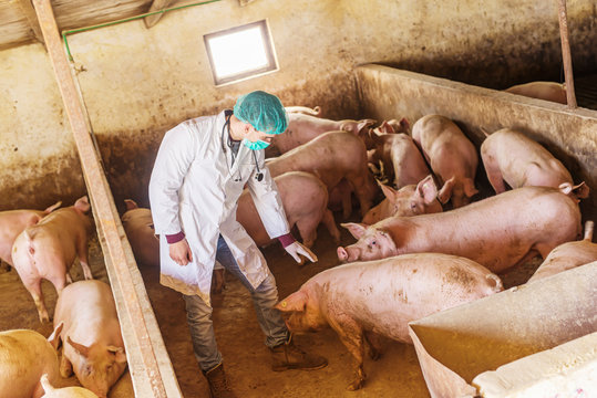 Veterinarian checking pigs at pigsty. Modern medicine. Pig Farm. Natural lights.