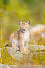 Cute lynx cub sits in grass © kjekol