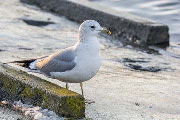 Möwe am Hafen