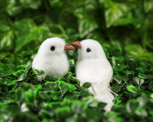 Two little birds in love looking at each other on the background of nature