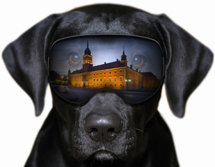 Zamek Królewski w Warszawie - fotomontaż z psem - obrazy, fototapety, plakaty