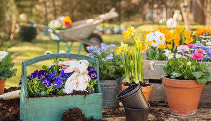 Ostern. Frühlingsblumen im Garten zum Osterfest. Arbeit im Garten als Hobby.