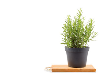 rosemary inside a black pot