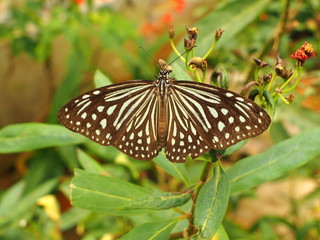 blue spotted butterfly