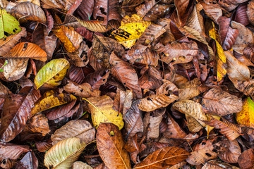 background of a pile of leaves