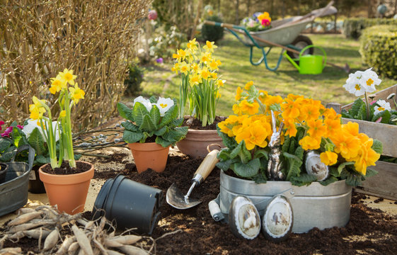 Ostern. Fr&uuml;hlingsblumen im Garten zum Osterfest. Arbeit im Garten als Hobby.