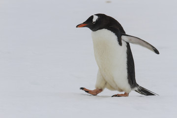Naklejka premium Adult gentoo penguin waddling on snow