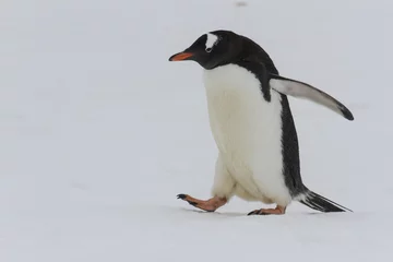 Foto op Plexiglas Adult gentoo penguin waddling on snow © karenfoleyphoto